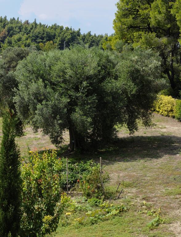 Olivos Villa Sani Sani  Номер фото